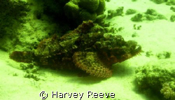 Bearded scorpionfish
 by Harvey Reeve 